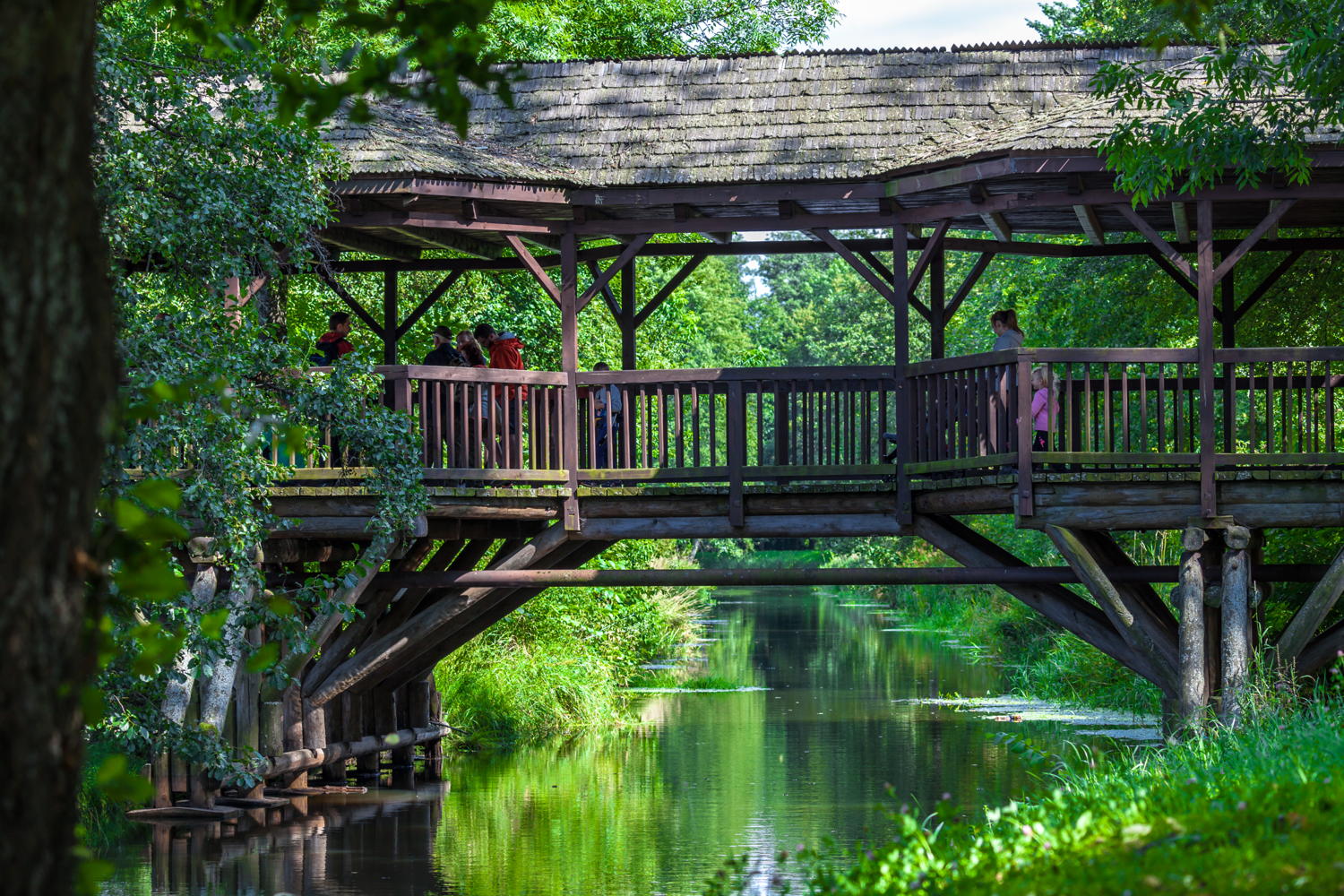 BIAŁOWIEŻA (c) nowakowski