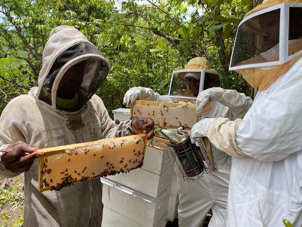 Harvesting Honey in SLU 