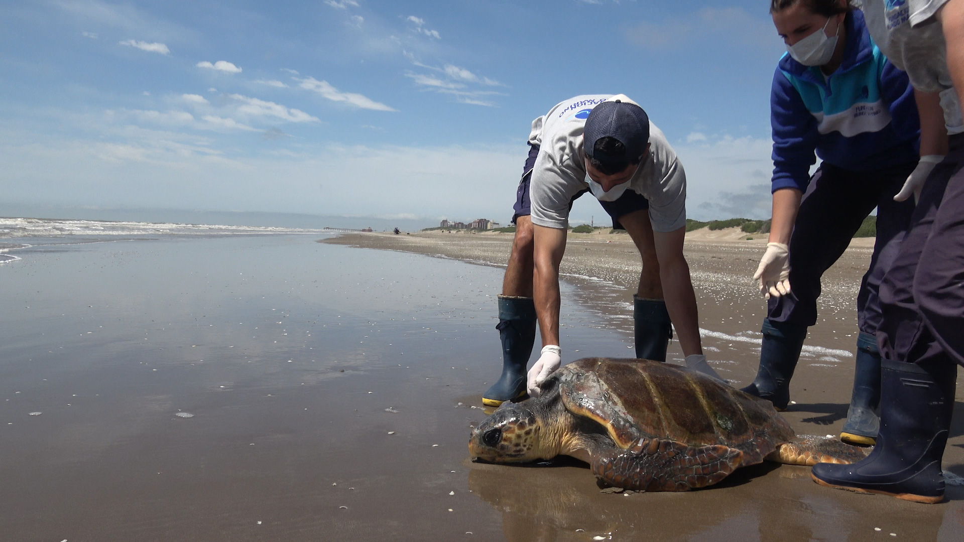 Reinserción de Tortuga Cabezona de 40kg en la costa de San Clemente del Tuyú.