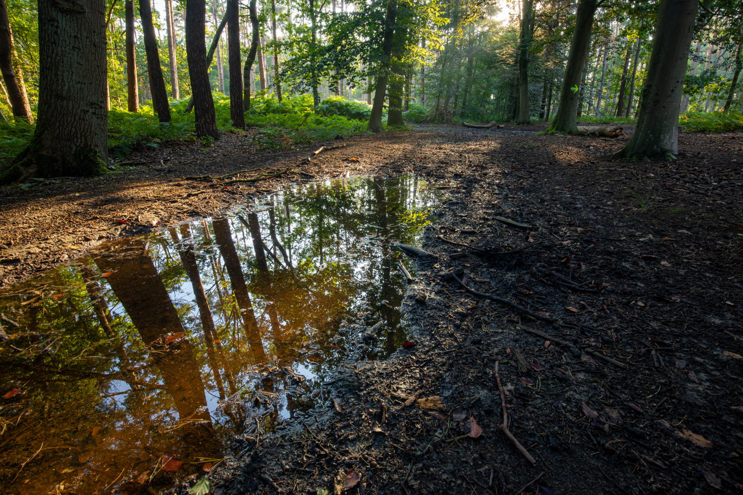 Bosmanhoeckbos (© Gert Arijs)