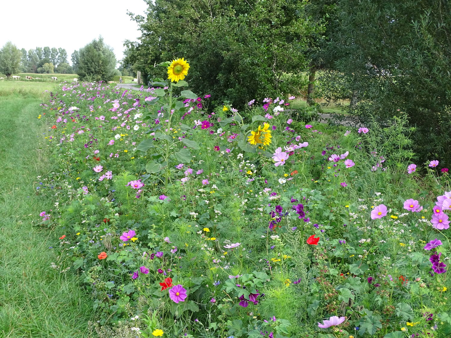 kruidenrijk grasland langs akker