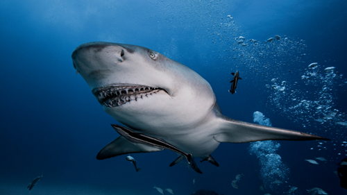 Shark Divers