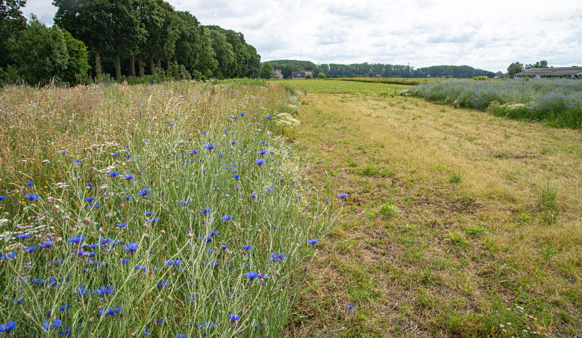 EXPBIO proefveld Oostkamp - copyright Vlaamse Landmaatschappij EXPBIO proefveld Oostkamp - copyright Vlaamse Landmaatschappij
