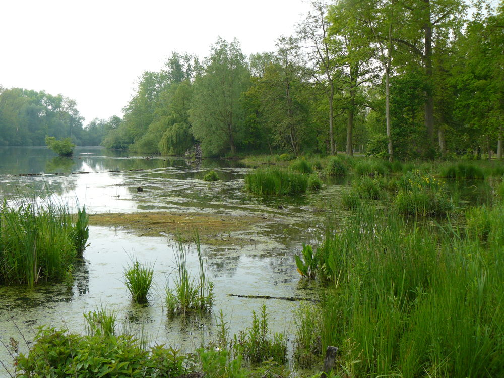 De uitgebreide riet- en moeraszone vergroot het leefgebied voor verschillende vissen en vogels