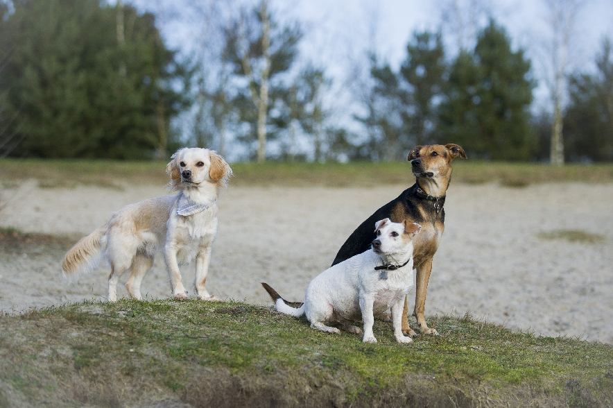 Hunde am Strand