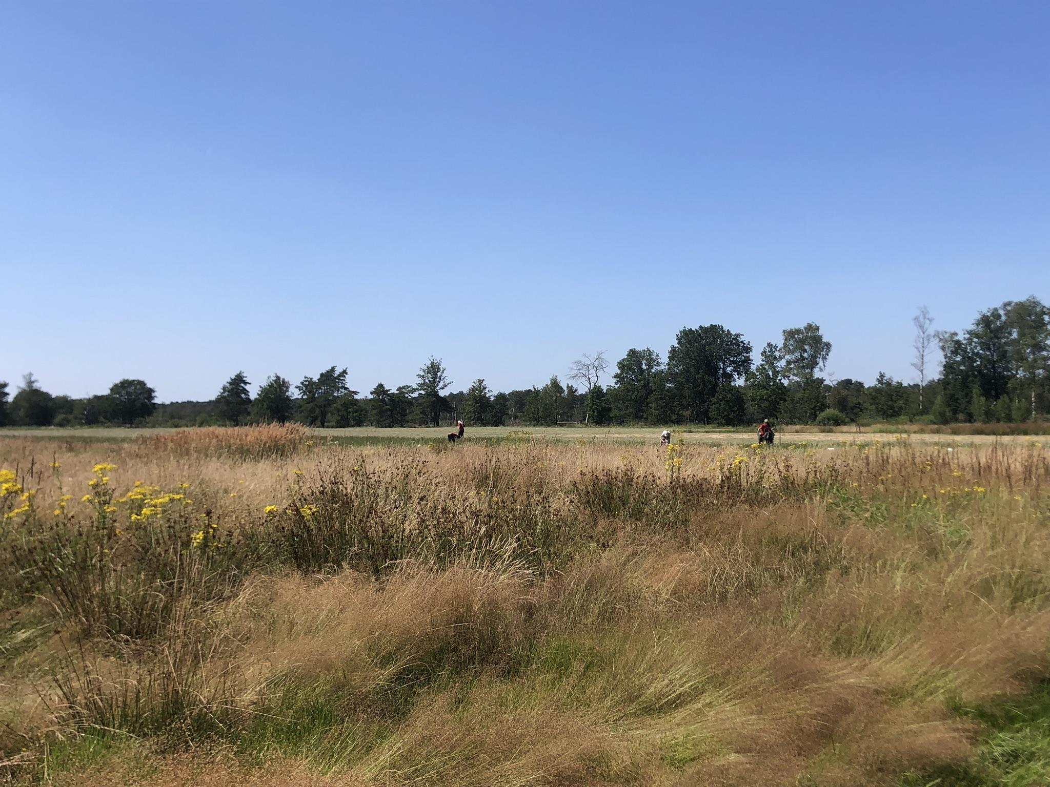Landschap De Liereman: waar natuur en archeologie hand in hand gaan