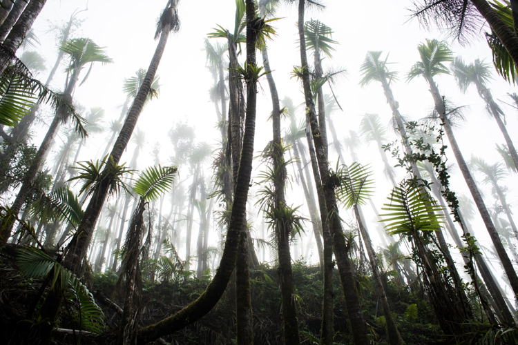El Yunque National Forest, PR