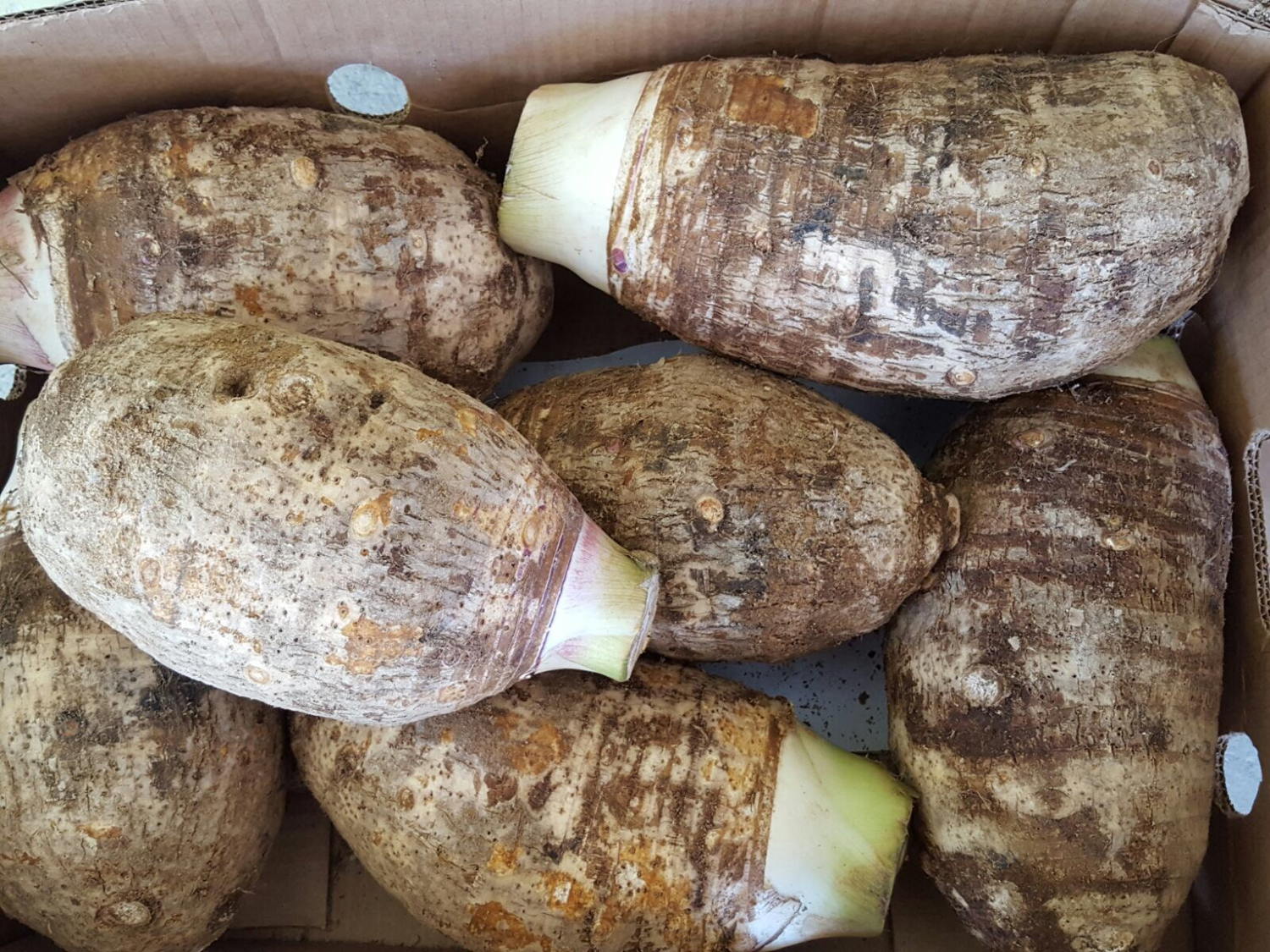 cargaison de choux de Chine préparés pour l’exportation.