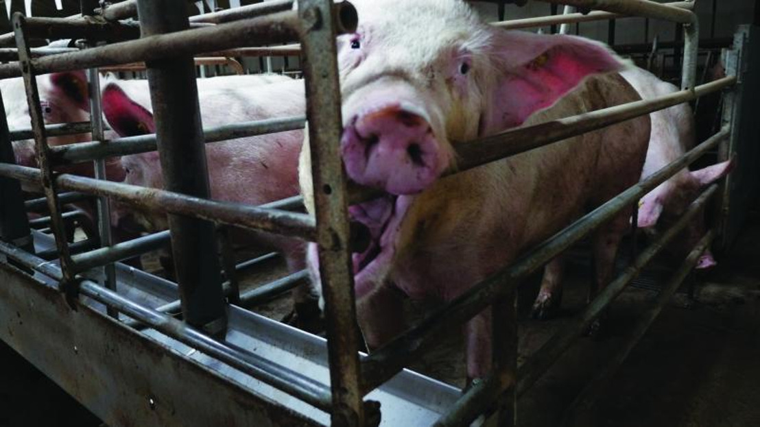 Het Europees Parlement ondersteunt met overweldigende meerderheid het verbod op kooien voor landbouwdieren.