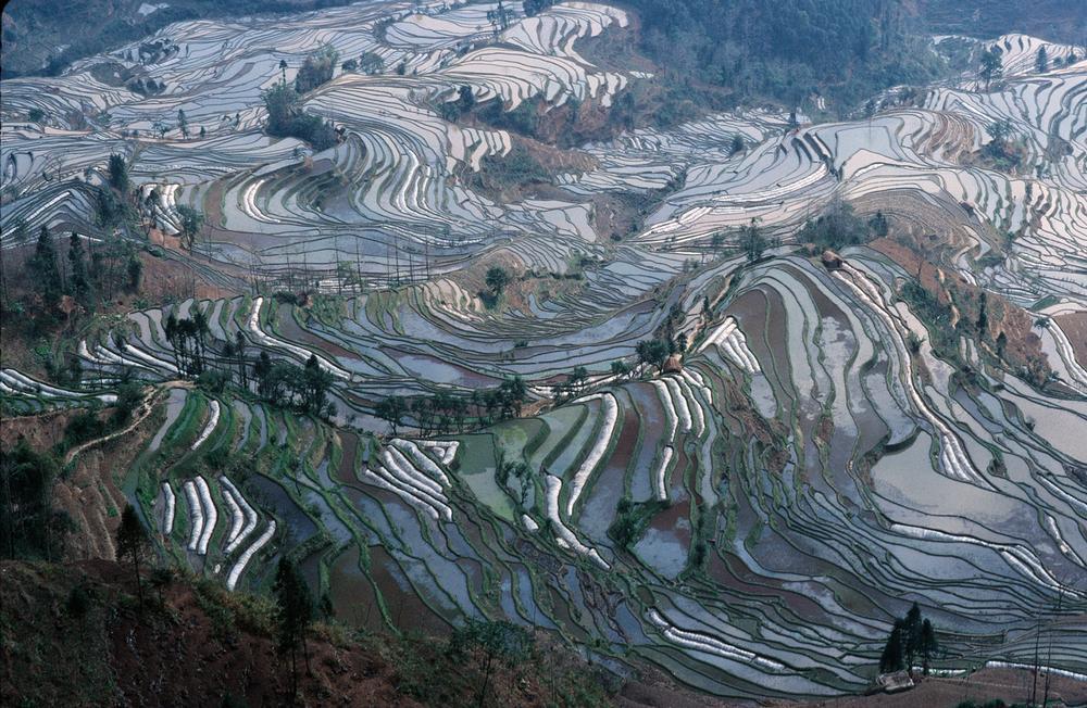 Cultivation of rice in Yunnan province, China, 2001. AKG3334972