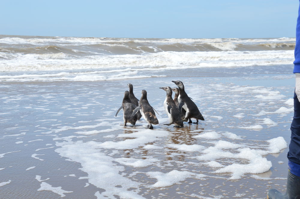Pingüinos hacia el mar