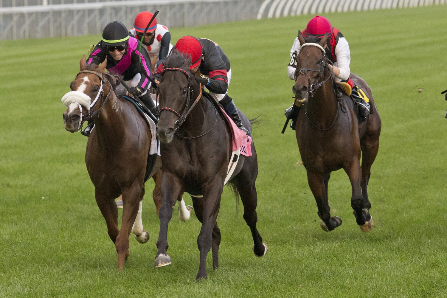 Silent Poet winning the 2021 Grade 1 Highlander Stakes at Woodbine. (Michael Burns Photo)