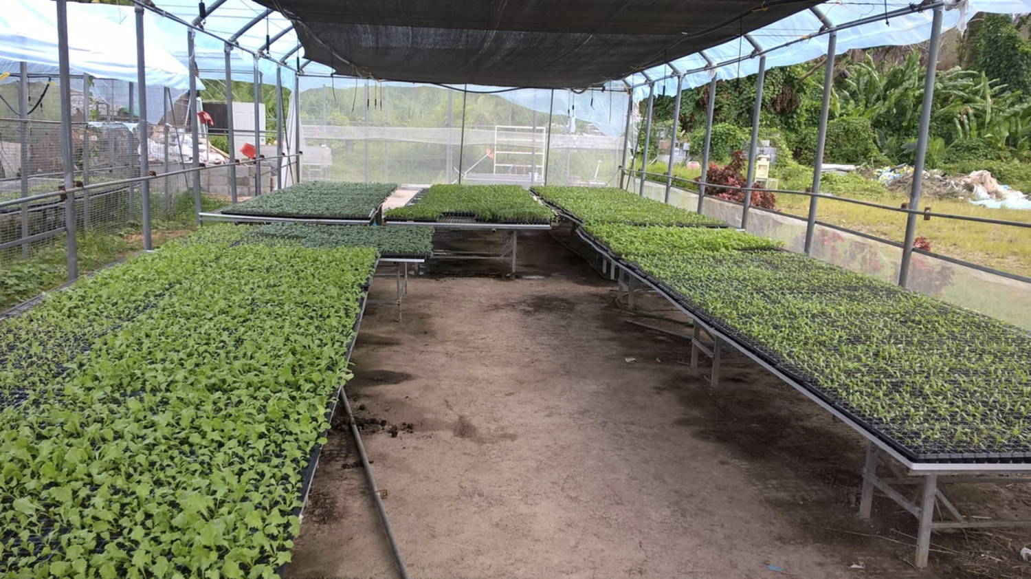 Direct use of geothermal energy in agriculture