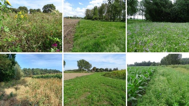 Beheermaatregelen WLS Barbierbeek verbindt