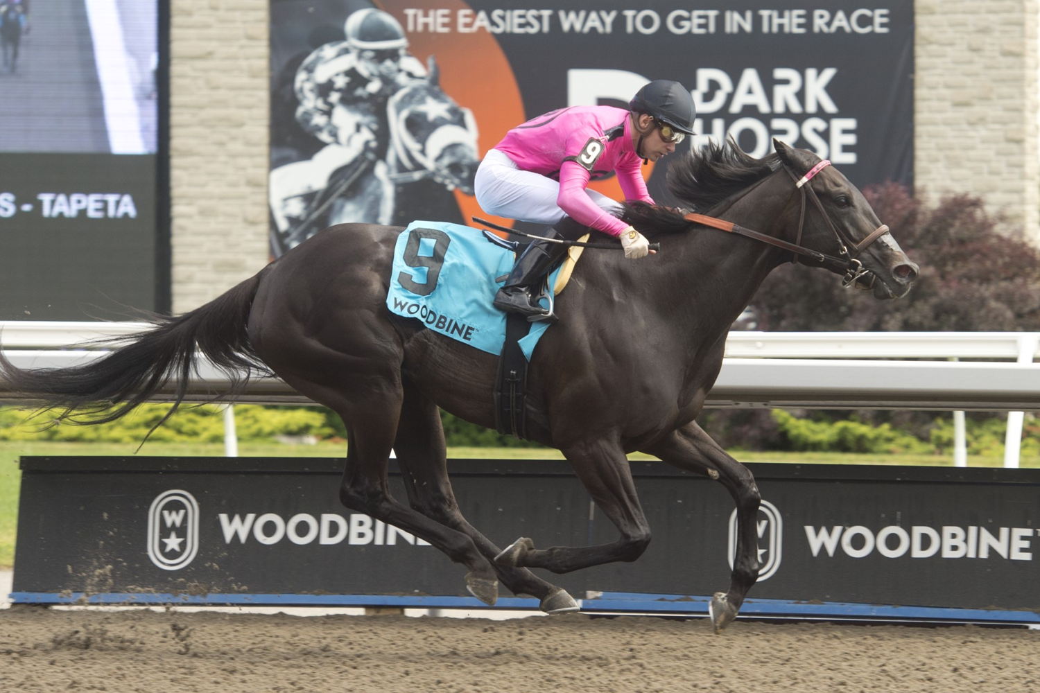 Miss Speedy and jockey Sahin Civaci winning the Bellade Stakes on June 24, 2023 at Woodbine (Michael Burns Photo)