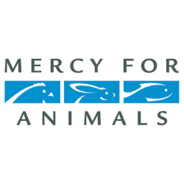 CONGRESO EN MÉXICO ACTÚA PARA ELIMINAR LA TORTURA ANIMAL TRAS INVESTIGACIÓN DE MERCY FOR ANIMALS