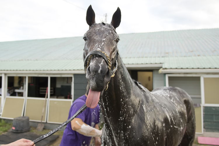 Stanley House getting a bath on the Woodbine Backstretch in August 2023 (Michael Burns Photo)