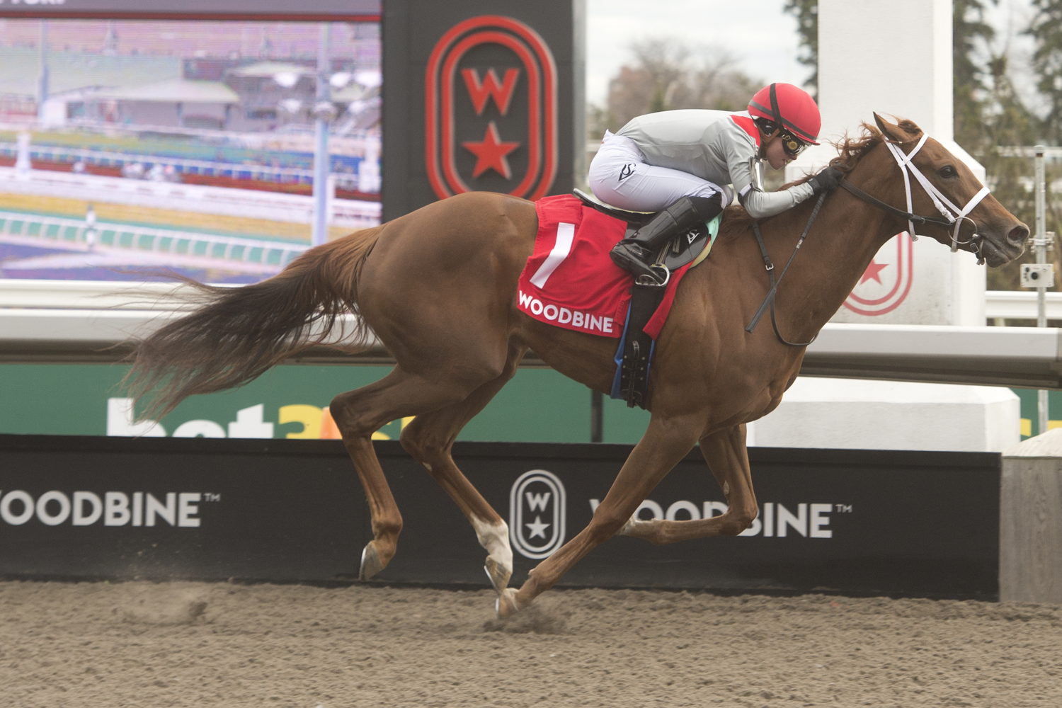 Brindi (IRE) and jockey Sofia Vives winning the Star Shoot Stakes on April 26, 2025 (Opening Day) at Woodbine (Michael Burns Photo)
