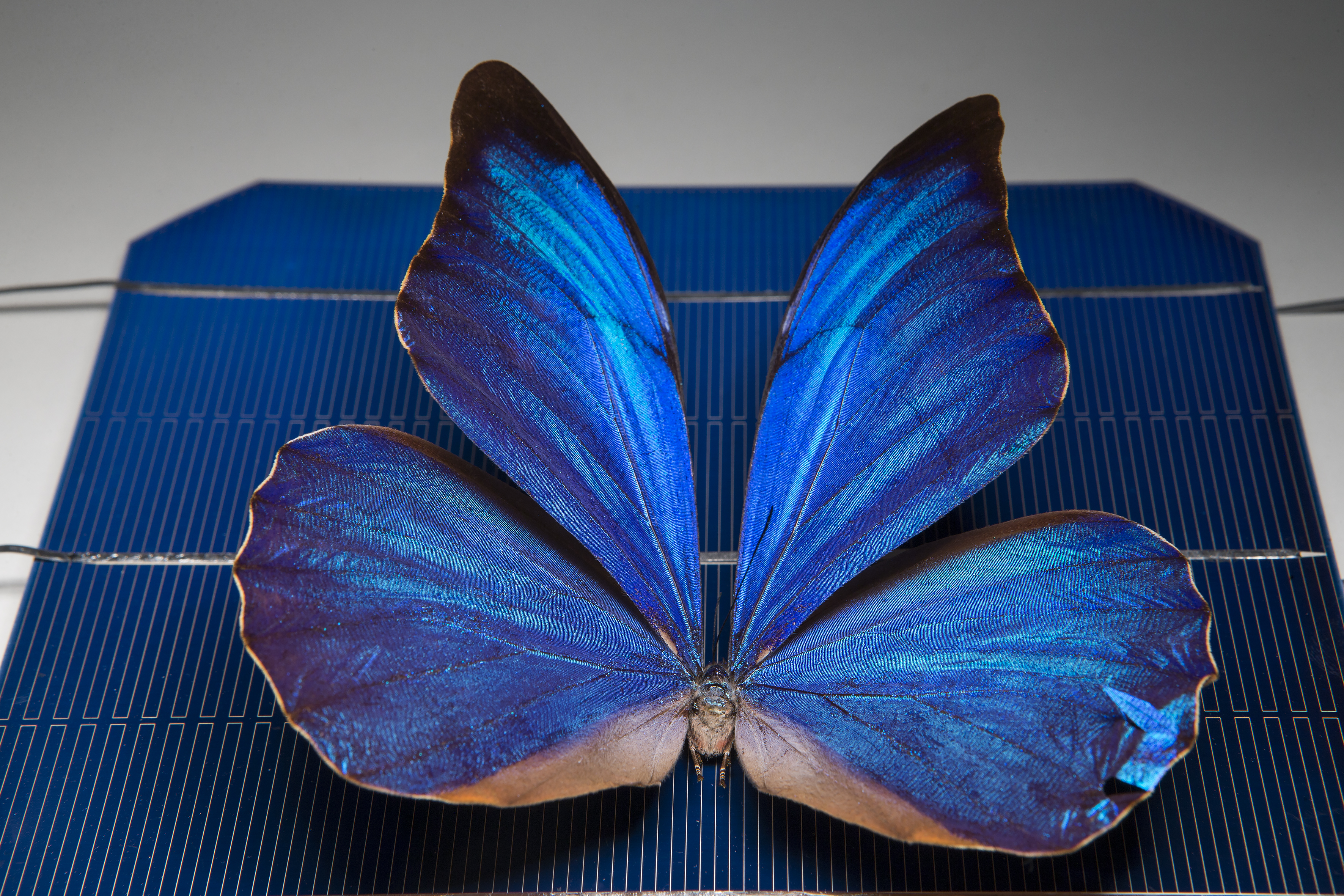 Простые крылья бабочки. Биомимикрия бабочки. Крылья бабочки. Бабочка Морфо. Красивые Крылья бабочки.