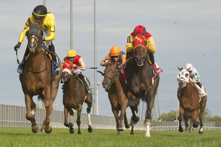 Sister Seagull and jockey Antonio Gallardo winning the Wonder Where Stakes on Sunday at Woodbine. (Michael Burns Photo)