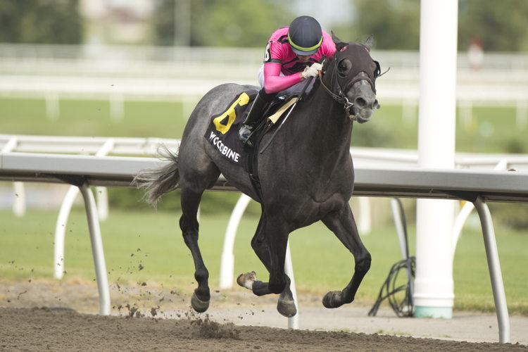 My Boy Prince and jockey Sahin Civaci winning the Queenston Stakes on June 9, 2024 at Woodbine (Michael Burns Photo)
