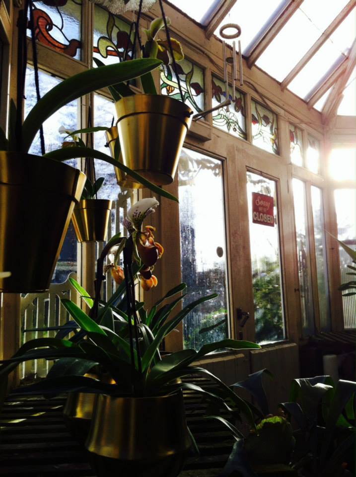 Foto Orchideeën Petrens