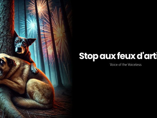 85 associations demandent l’interdiction de la vente des feux d’artifice 