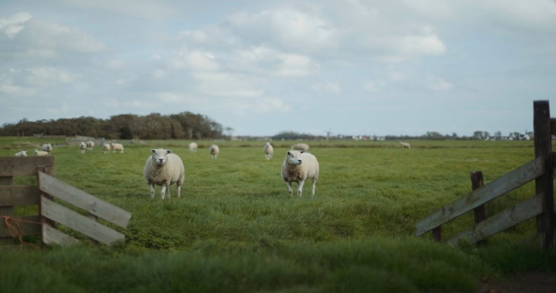 Jan Willem Bakker- Texel