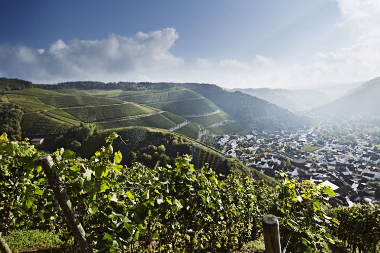 Weinregion Ahr ©Deutsches Weininstitut GmbH (DWI)