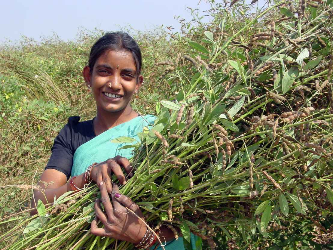 Pigeonpea can be a lifeline for dryland communities and thrive where other legumes struggle, providing sustenance, income and hope for farming communities.