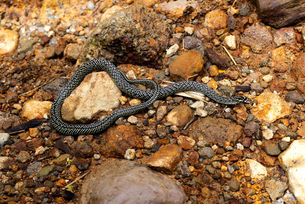 Dominica Racer