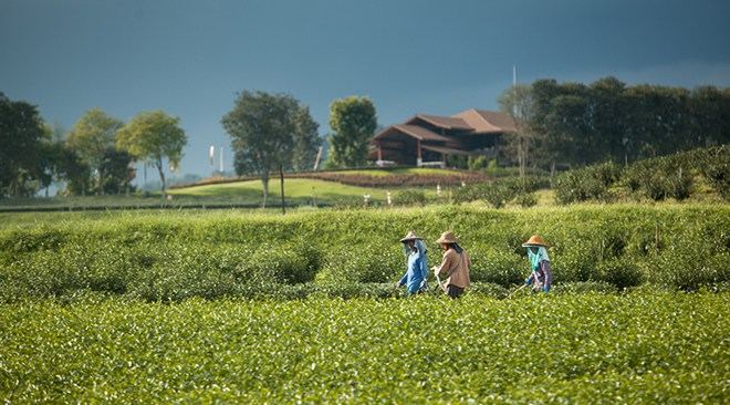 Chiang-Rai_Singha-Pak-04