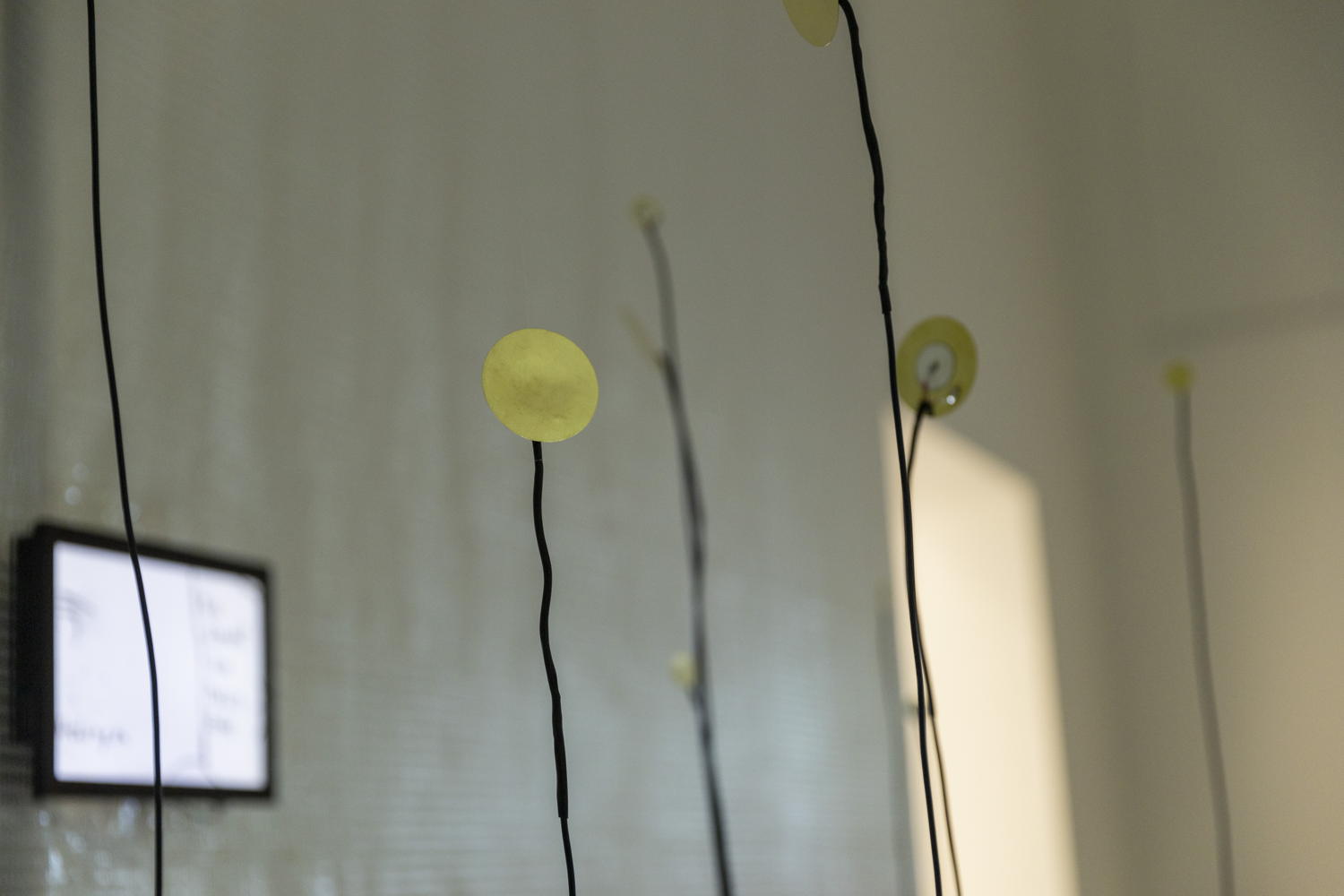 Caroline Profanter & Ines Marita Schärer, Seeding noise. Installation view at Z33 House for Contemporary Art, Design & Architecture, Hasselt, Belgium. Courtesy the artist. Photo: Selma Gurbuz