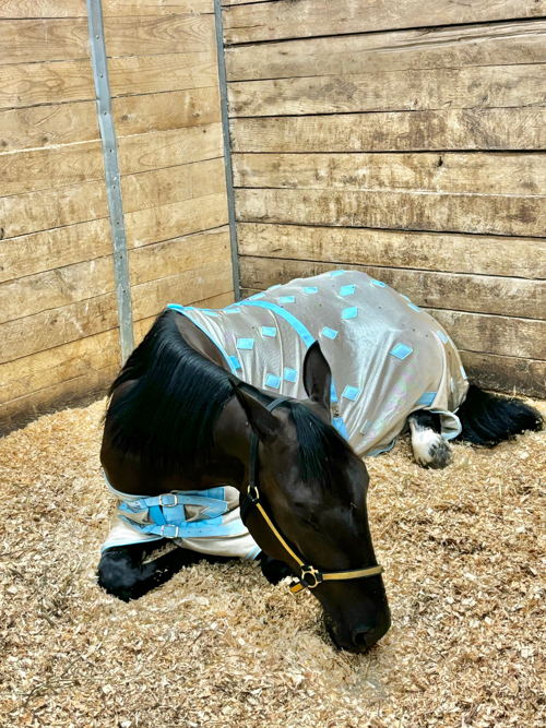 Chantilly having a rest
