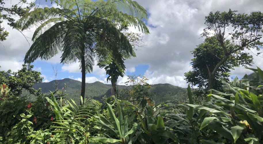 El Yunque National Forest, PR