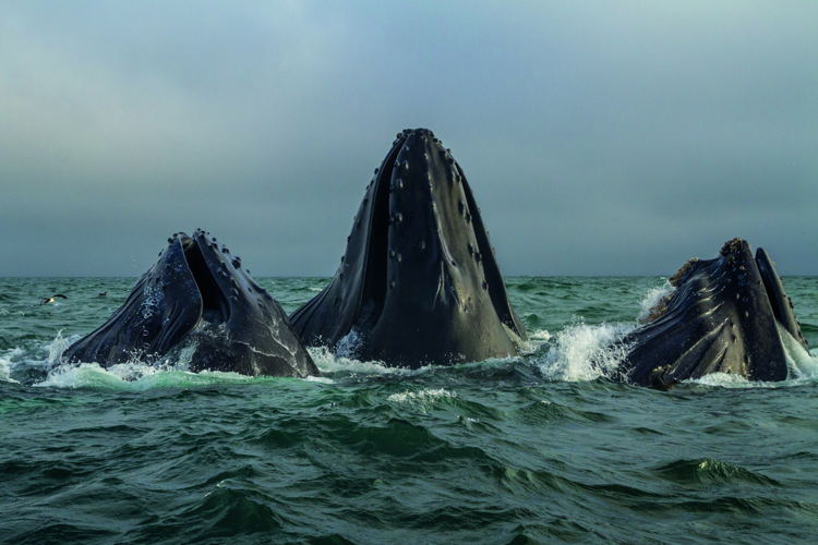 Afl 5: Green Seas - (c) BBC