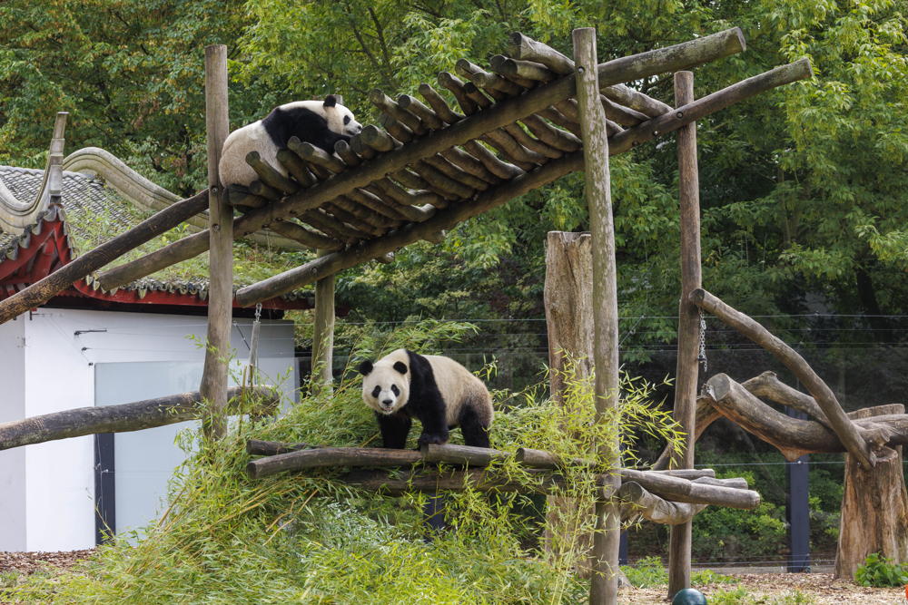 Bao Mei & Bao Di 2023