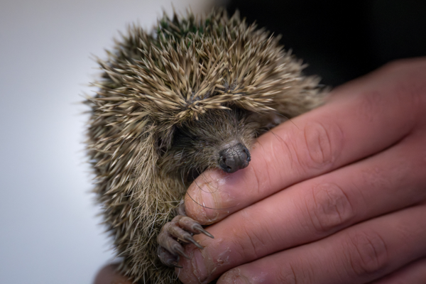 Flemish wildlife shelters took in 42,500 animals last year 