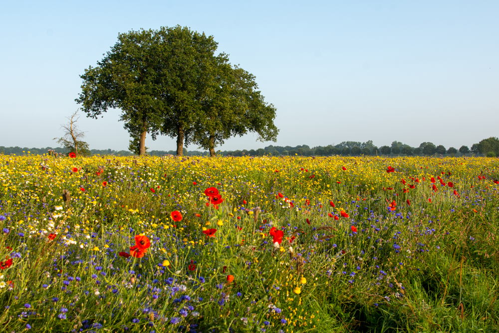 Van Gogh Wandelroute Etten- Leur, natuurgebied de Pannehoef © Femke Nouws