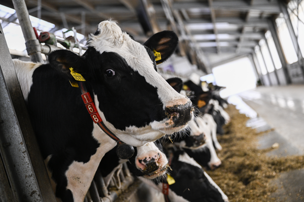 Durchschnittliche Ernährung in Flandern wird immer noch von tierischen Produkten dominiert