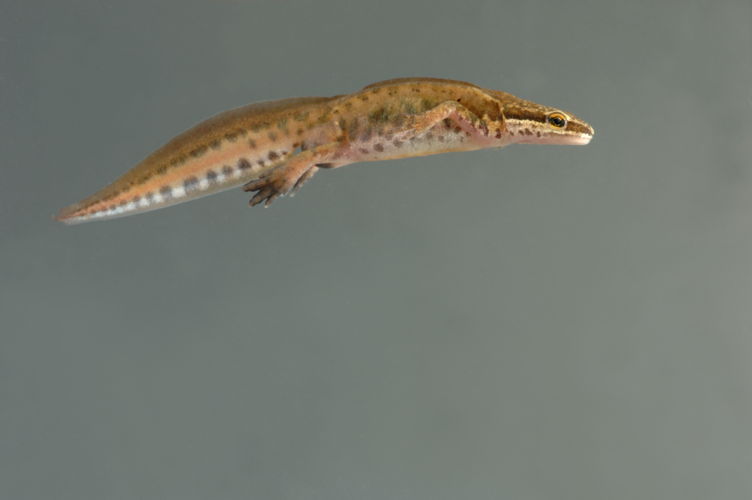 vinpootsalamander 
 - foto: Hugo Willocx