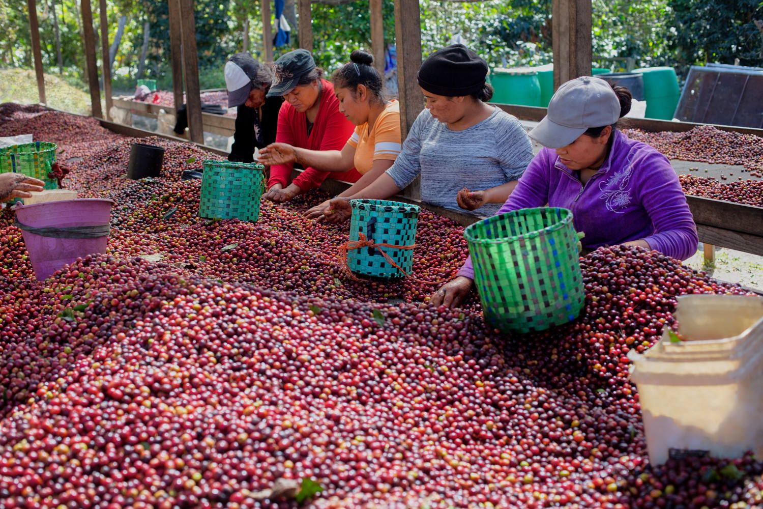Koffieboeren Honduras