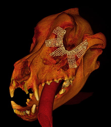 Scan 3D