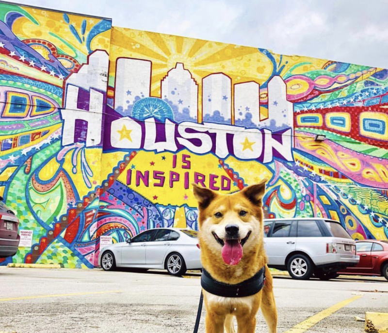 ¡Este verano viaja a Houston con tu mascota! 🐾🌇