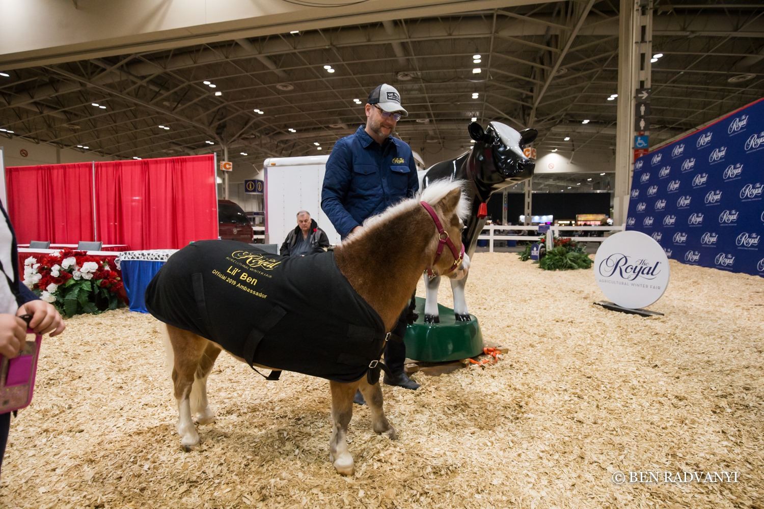 Lil' Ben, The Royal Ambassador / Mini Horse