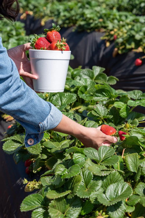 Carlsbad Strawberry Company