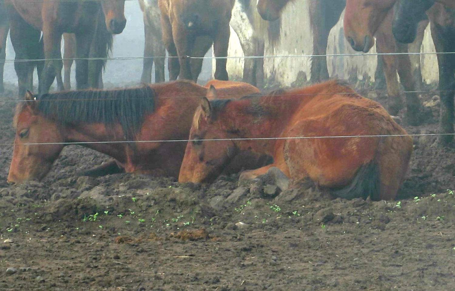 Uitgeputte paarden