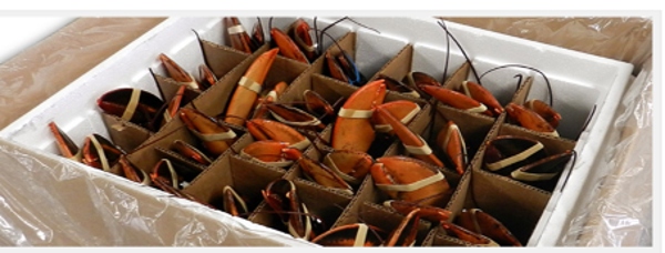 New campaign to ban live cooking of lobsters