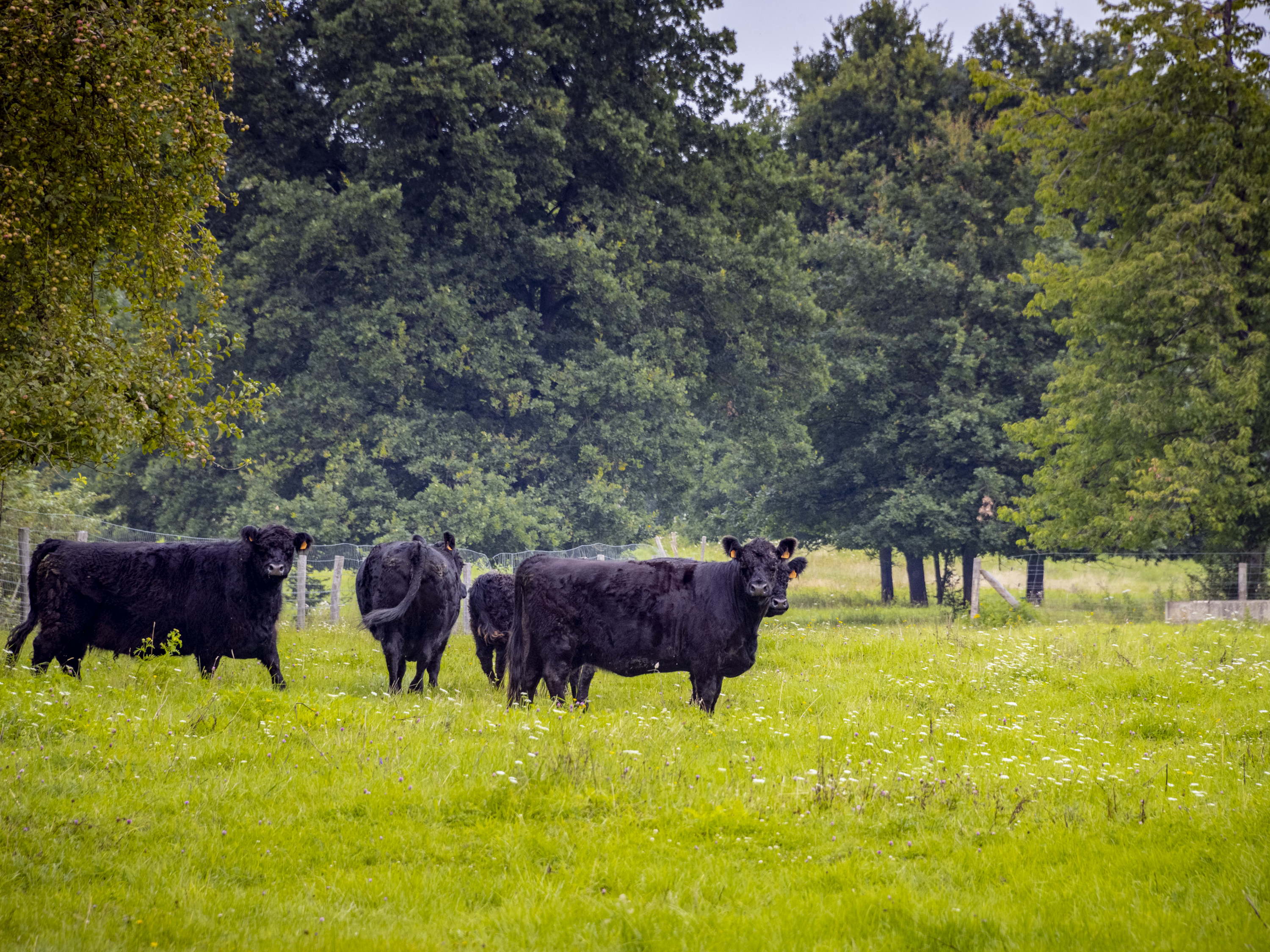 Runderen verlaten Het Vinne