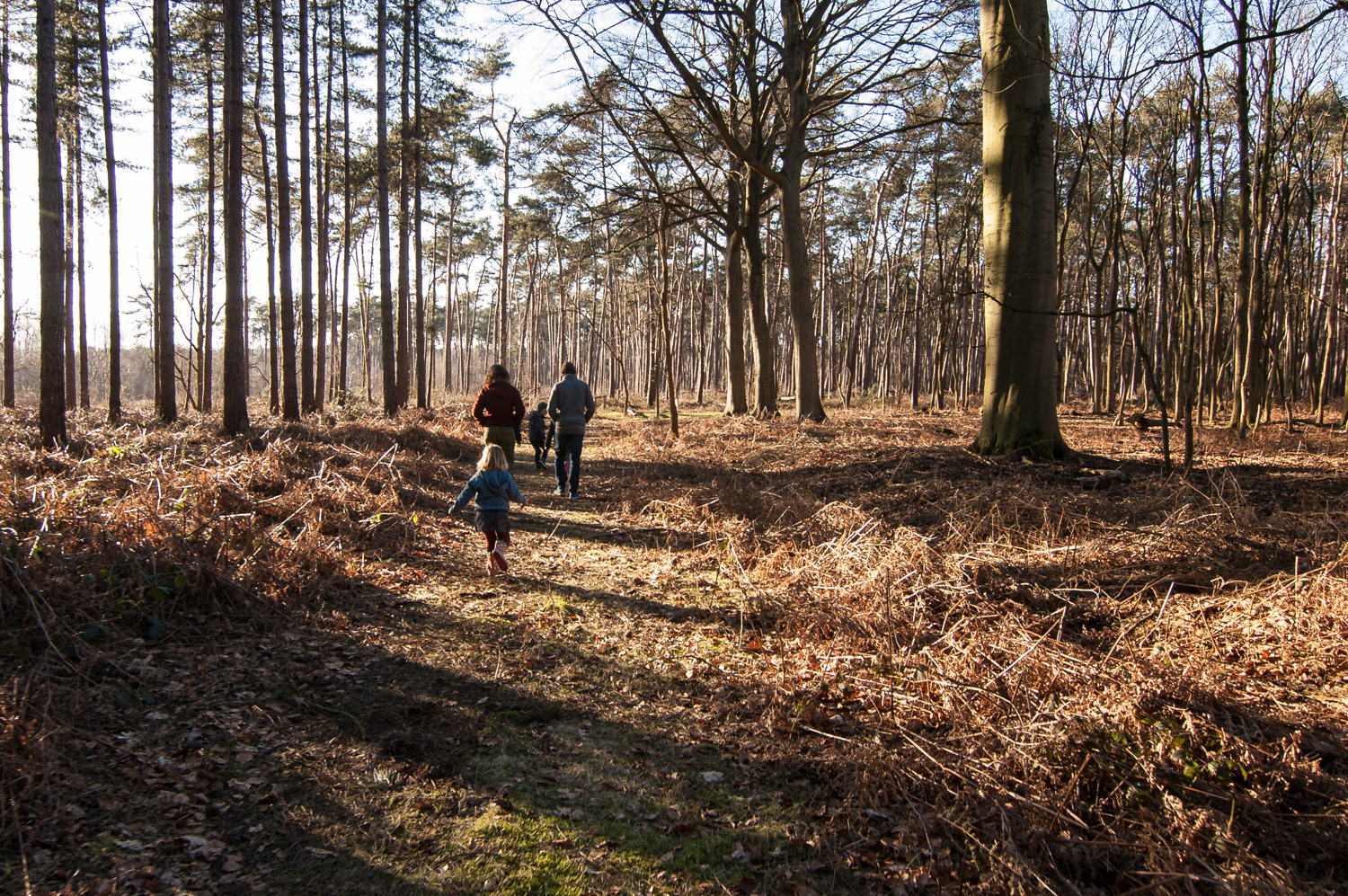 Natuurgebied Heidebos Wachtebeke
